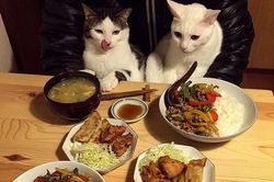Ngây ngất với cặp đôi mèo dễ thương nhất quả đất