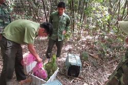 Thả nhiều động vật hoang dã về Vườn quốc gia Bù Gia Mập