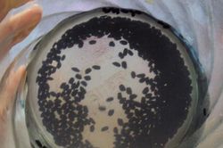 Di chỉ thành Dền ở Mê Linh có gì đặc biệt?