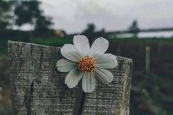 Khi mình lớn, niềm đau cũng lớn!