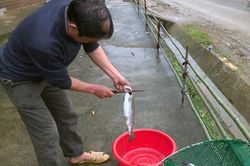 Cá nước lạnh 'đóng băng', khó chồng khó