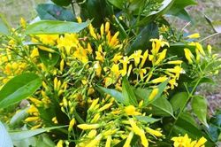 Giận bạn, hai nữ sinh 13 tuổi Nghệ An rủ nhau ăn lá ngón tự vẫn