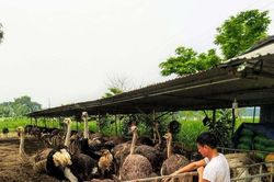 Nuôi đà điểu châu Phi thời COVID-19 hứa hẹn thu nhập trăm triệu đồng/năm