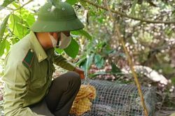 Thả trăn về rừng