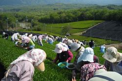 Nhật Bản hỗ trợ người thất nghiệp tìm việc trong lĩnh vực nông nghiệp