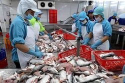 Ngành hàng cá tra giữ 'đường bơi,' vượt qua giai đoạn khó khăn