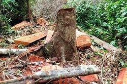 Lại xảy ra phá rừng lim trái phép ở Quảng Bình