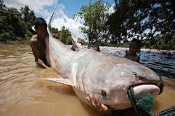 Sốc trước 'thủy quái' khổng lồ, nặng 600 kg trên sông Cửu Long