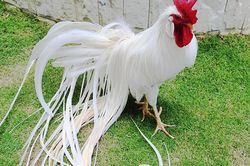 Ngắm dàn gà cảnh của giới siêu giàu Việt đang 'làm mưa làm gió'