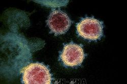 Các nhà khoa học Hà Lan phát hiện ra kháng thể có thể vô hiệu hóa virus SARS-CoV-2