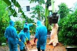 Đắk Lắk: Tái phát dịch tả lợn châu Phi