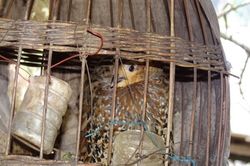 Nghệ An: Phát hiện 3 loài chim mới chưa từng ghi nhận có ở Bắc Trung Bộ