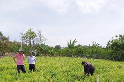 Trồng tùng đuôi chồn phục vụ ngành hoa