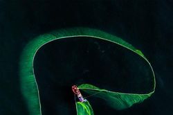 Vũ điệu quăng lưới của ngư dân Phú Yên mùa cá cơm ngần