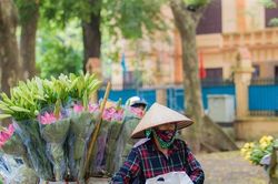 Hoa sen đầu mùa rong ruổi khắp phố phường Hà Nội
