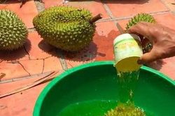 Khi mua sầu riêng, ấn nhẹ vào cuống để thấy dấu hiệu chín tự nhiên