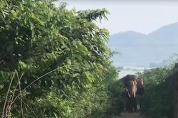 Hàng chục người vật vã khống chế con voi quật chết người ở Tây Nguyên