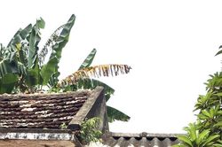 Vị của quê hương
