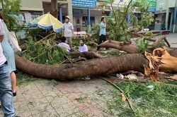 Cây phượng bật gốc: HS lớp 6 không qua khỏi sau 65 phút cấp cứu
