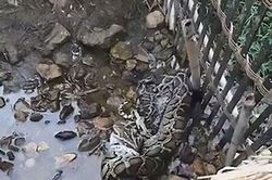 Trăn Miến Điện đe dọa người dân khi bị phát hiện ăn trộm vịt