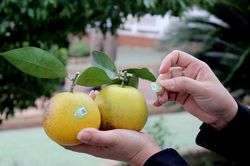 Nghệ An: Xác định đúng cây con chủ lực để tái cơ cấu nông nghiệp