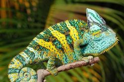 Những loài động vật 'biến hóa' thần kỳ qua khả năng thay đổi màu sắc trên da, trên lông