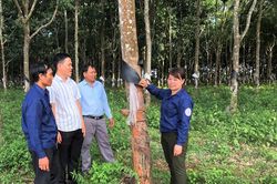 Những đảng viên gắn bó với vườn cao su