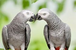 Kinh ngạc chú vẹt lông xám với tài bắt chước giọng cực đỉnh