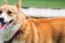 Clip: Khoảnh khắc đáng yêu khi chó Corgi cố gắng uống nước từ vòi phun