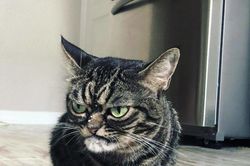 Gặp Kitzia, chú mèo cau có nổi tiếng nhất cộng đồng mạng