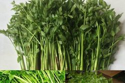 Những người tuyệt đối không được ăn rau cần