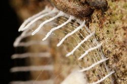 Chiếc tổ kén đẹp mắt này là 'nhà ở' của loài sinh vật nào?