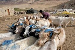 Binh sĩ TQ giành chỗ của dê Ấn Độ tạo len siêu đắt cho bò Tây Tạng