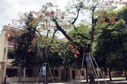Nhiều sáng kiến chăm sóc và bảo vệ cây xanh trong trường học
