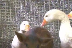 Clip: Thú vị đội 'vệ sĩ' ngỗng bảo vệ lợn con khỏi bị bắt nạt