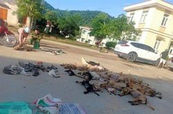 Thanh Hóa: Phát hiện đôi nam nữ trộm hơn 2 tạ chó, mèo trong một đêm