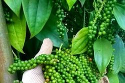 Giá hồ tiêu hôm nay 15/6: Giảm nhẹ phiên đầu tuần