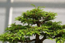 Tuyệt đối KHÔNG đặt những cây phong thủy này trong phòng khách