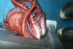 Clip: Công cuộc 'vượt ngục' đầy ngoạn mục của bạch tuộc khổng lồ sau khi mắc lưới ngư dân