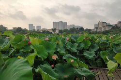 Sen hồ Tây nở rộ, thu hút người dân Hà Thành check-in, mặc nắng nóng
