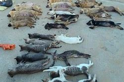 Bắt thêm 3 người trong đường dây trộm chó, mèo bằng xyanua