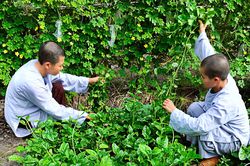Tại sao người trẻ đi chùa?