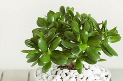 Những loại cây cảnh trồng trong nhà giúp gia chủ phát tài lộc
