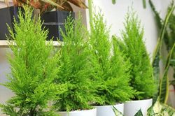 Những loại cây trồng trong nhà giúp đuổi muỗi hiệu quả