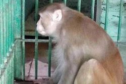 Bị 'cấm' uống rượu, khỉ nổi điên tấn công 250 người khiến 1 người thiệt mạng