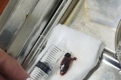 Hãi hùng người đàn ông bị gián dài 2cm chui vào tai trong lúc ngủ