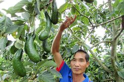 Cây bơ gốc 034 thu hoạch 400 kg trái