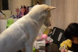 Clip: Độc đáo ông bố huấn luyện chó cưng giám sát con gái học bài