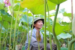 Người dân đầm mình trong bùn thu hoạch sen tại vựa sen lớn nhất miền Bắc
