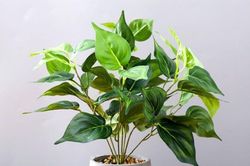 3 tuyệt chiêu phong thủy giúp gia chủ giàu sang phú quý